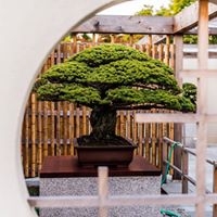 The U.S. National Bonsai Foundation Has a Wonderful New Website, Featuring Some of the Most Outstanding Bonsai in the World | Bonsai Bark