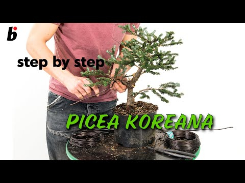 PICEA KOREANA The final styling