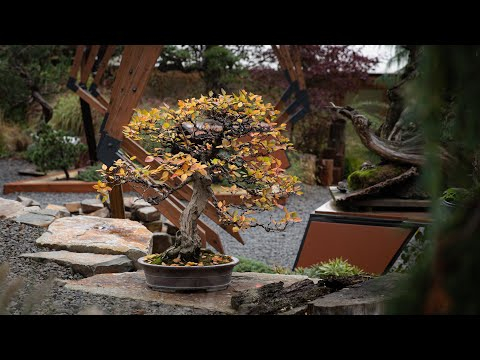 Transforming Korean Hornbeam: Cutback, Wiring, Ramification (Long-Form Lesson)
