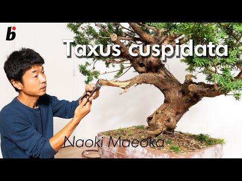 Taxus cuspidata wiring 01