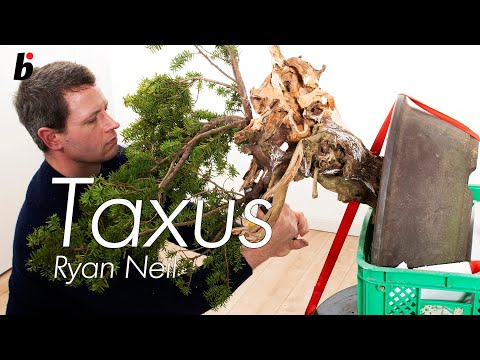 On the edge Creative genius, Ryan Neil, turns bonsai upside down part 2