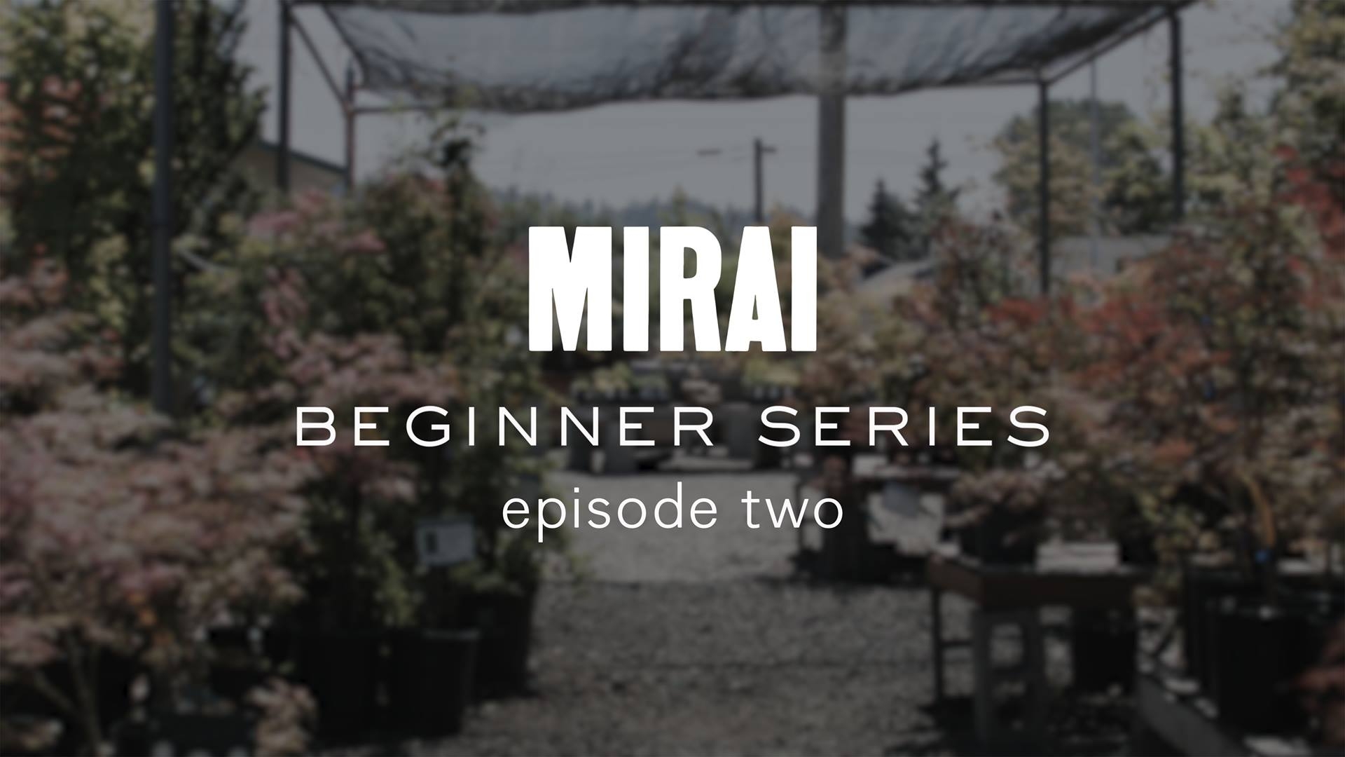 In this episode of our series just for bonsai
