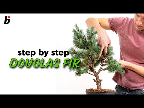 Douglas fir: Pruning the branches