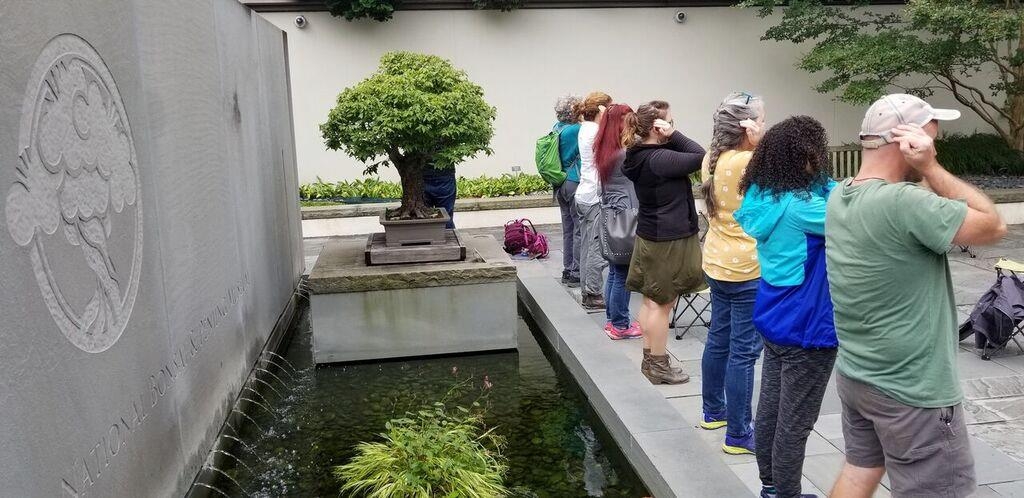Bask in the Beauty of Bonsai: Forest Bathing Among Treasured Trees with Melanie Choukas-Bradley