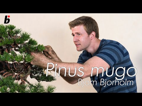 Boring Bonsai final work