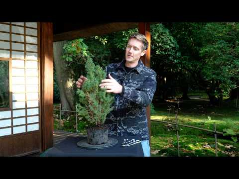 Do this with your Christmas tree - Turn it into a Bonsai!