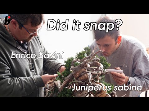 Did it snap? Deadwood