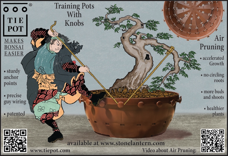 Bonsai Tie Pots Are Back! | Bonsai Bark
